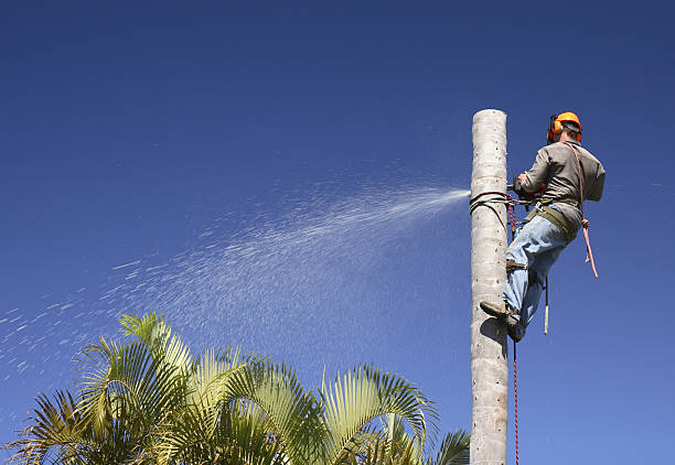 Trusted Okemos, MI Tree Removal Services Experts