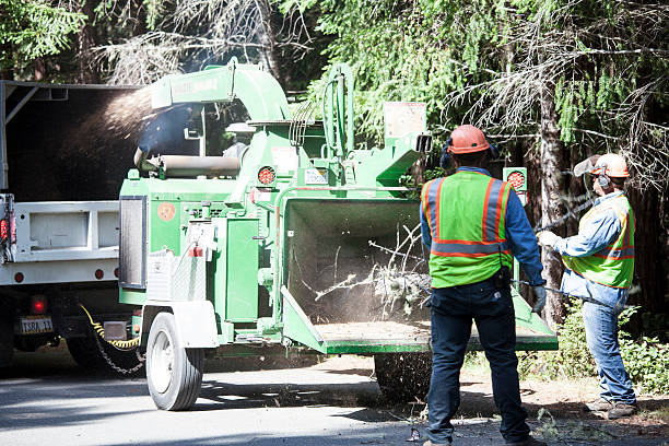 How Our Tree Care Process Works  in  Okemos, MI