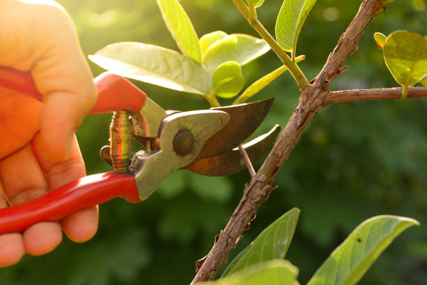 Soil Testing and Treatment